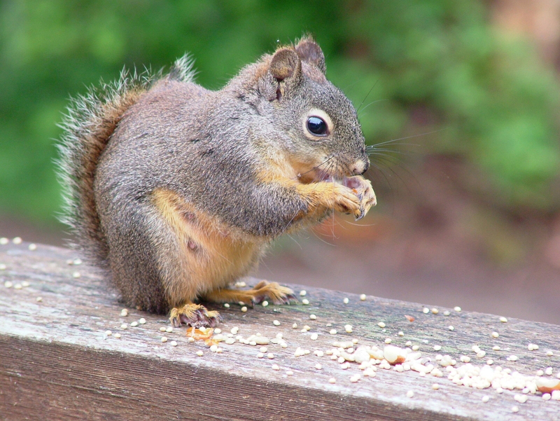 squirrel in San Antonio