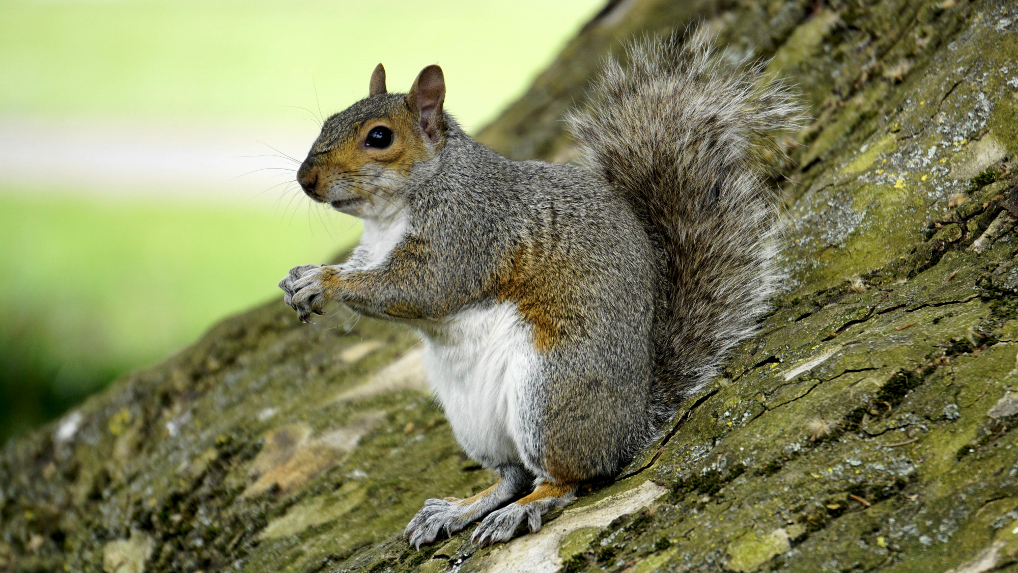 grey squirrel on a large tree branch