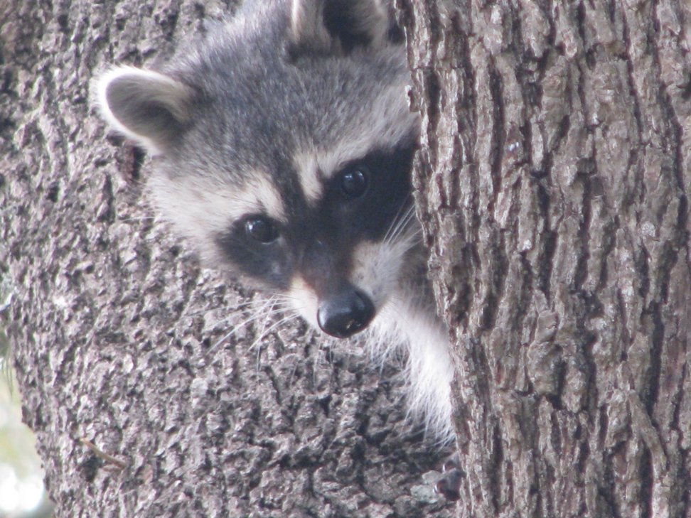Seasonal Wildlife Problems in San Antonio