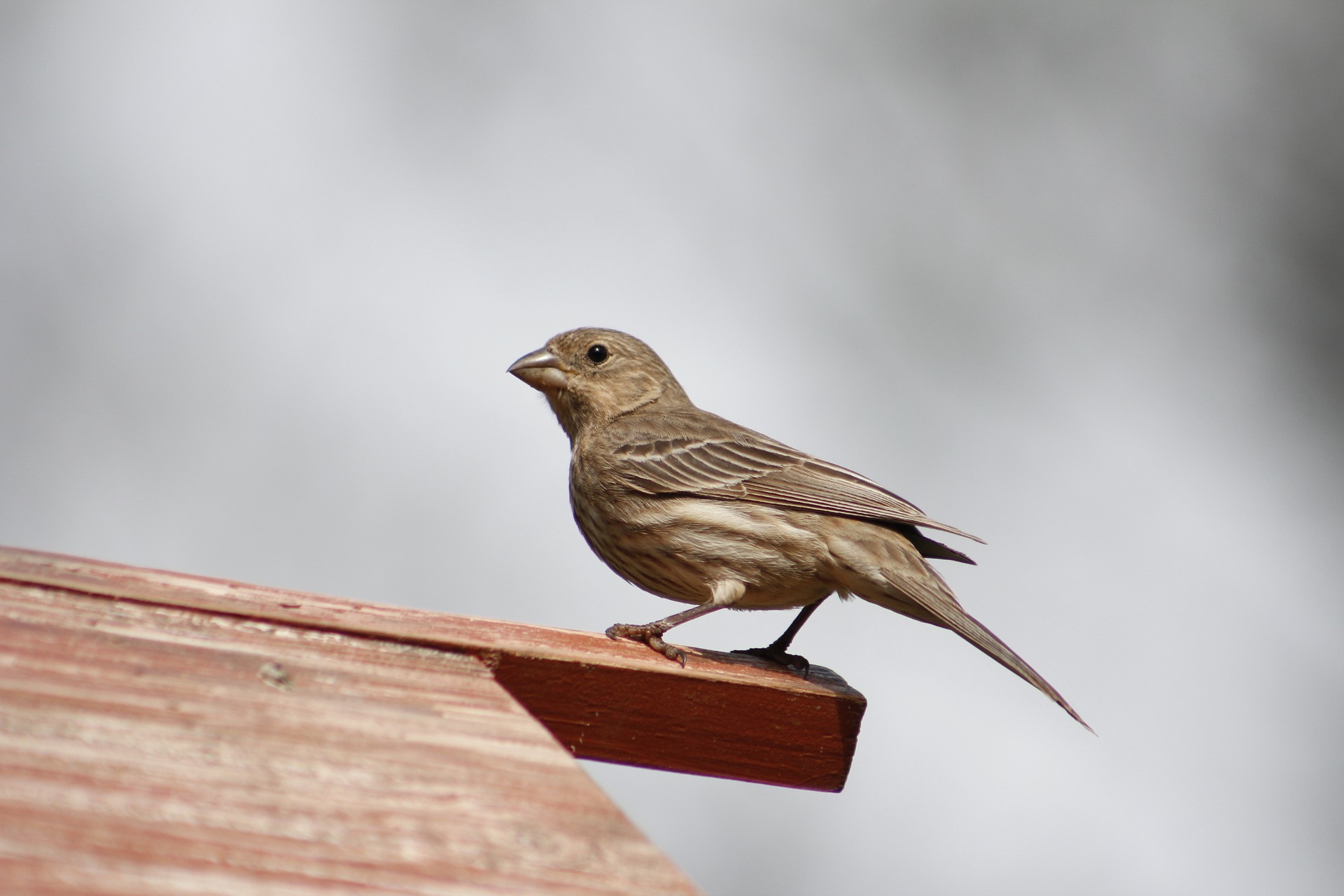 bird on San Antonio roof