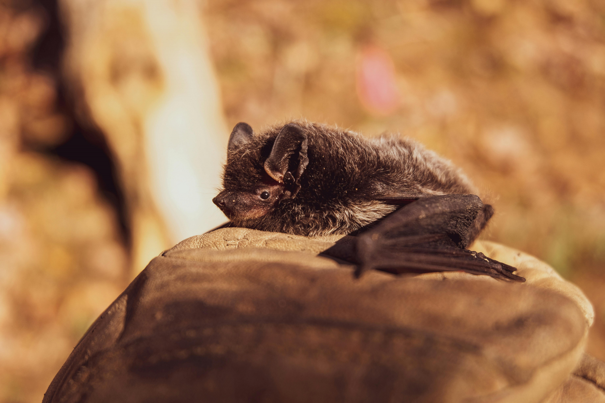 bat image