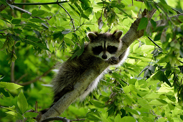 commercial raccoon removal in San Antonio