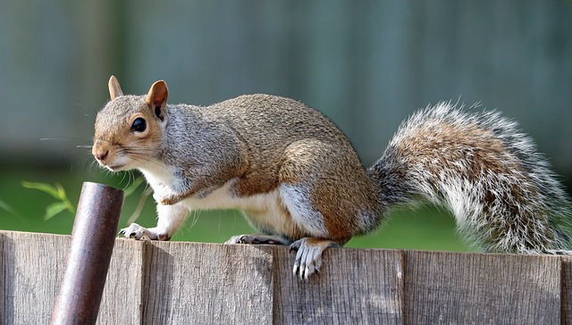 Squirrel Removal in San Antonio