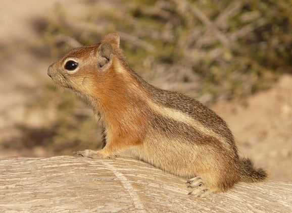 Ground squirrel removal in San Antonio