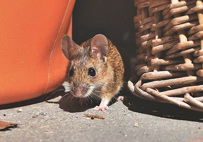 Small Mouse Hiding Between Orange Furniture and Wicker Chair