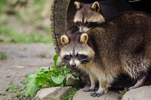 Raccoon Removal Services in San Antonio