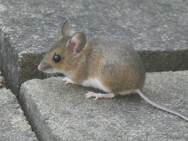 brown grey mouse on paver outside