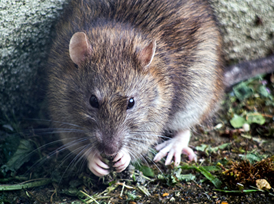 Rat Exterminator