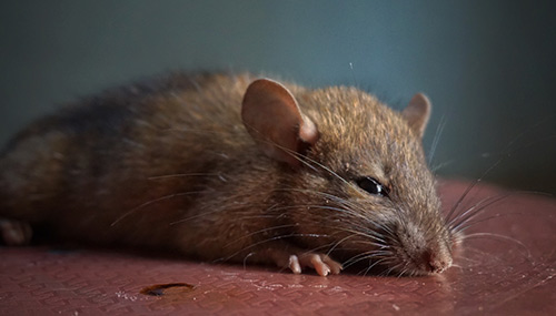 Rodent removal in San Antonio
