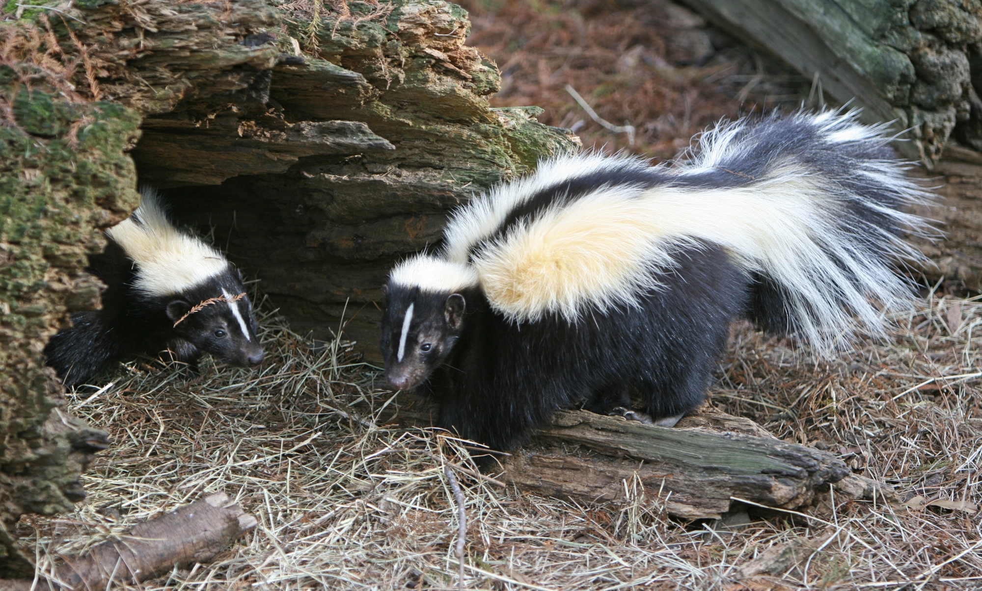 Skunk Removal in San Antonio
