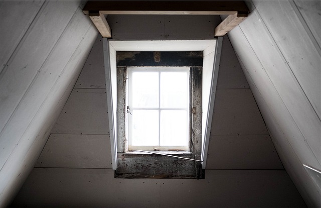 Wildlife Control in San Antonio attic